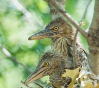 Juvenile Black-Crowned Night Heron's