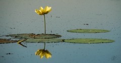 Lotus Flower & Lily Pads reflected in Pond