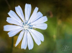 A beautiful White Flower