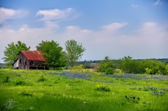 Old barn in a Bluebonnet Field