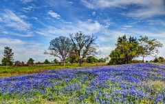 A Carpet of Bluebonnets