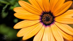 Orange Gerbera Daisy