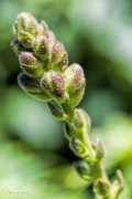 A Flower Bud Stalk