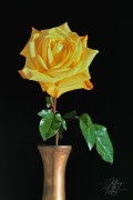 Yellow Rose in Vase