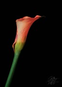 Orange Calle Lilly
