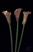 3 Calle Lillies