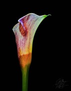 A beautiful Calle Lilly