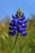 Solitary Bluebonnet