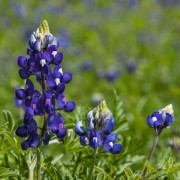 Bright Bluebonnets in Bloom