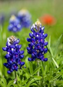 A Patch of Bluebonnets
