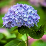 Lite Blue Hydrangea