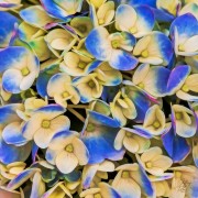 Close-up of a Hydrangea flower