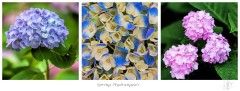 A Triptych of Hydrangea's