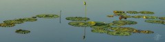 Meadow Pond Reflections