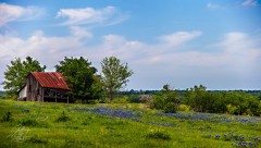 Old barn in a Bluebonnet Field