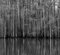 B&W Cypress Reflections