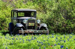 Old Vintage Car in a Bluebonnet field