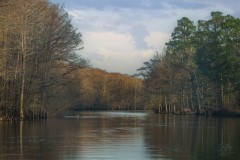 Caddo Lake River Scene
