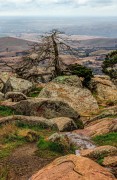 Lone Tree