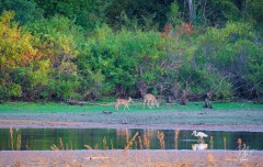 Fall Colors & Wildlife Sunrise