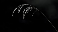 Grass silhouette