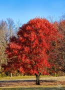 Burst of Red