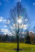 Tree Star