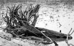 B&W Dead Tree