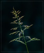 Wheat Grass