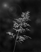 A study in b&w