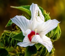 Hibiscus sheltering a small green lynx spider