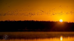 Flock of Birds at Sunrise