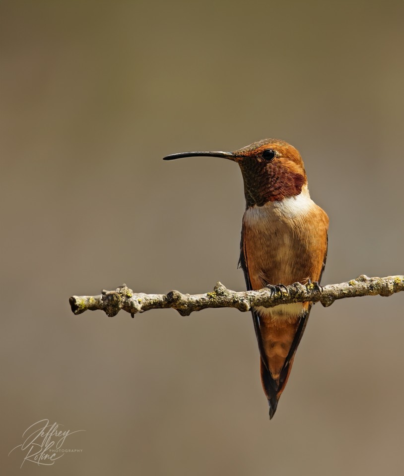 Rufous Hummingbird