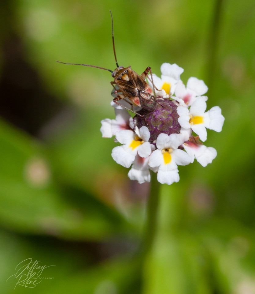 Small Cricket on a Delicate Wild Flower Bloom