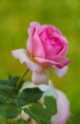 Summer Rose