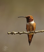 Rufous Hummingbird
