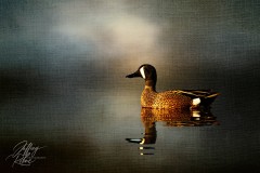 Pintail Duck