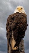 Lucy - Bald Eagle