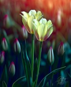 Summer Tulips