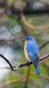 Bluebird in the rain