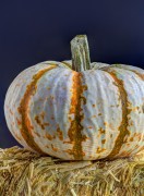 White pumpkin on a bale of straw