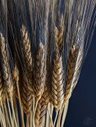 Fall Wheat