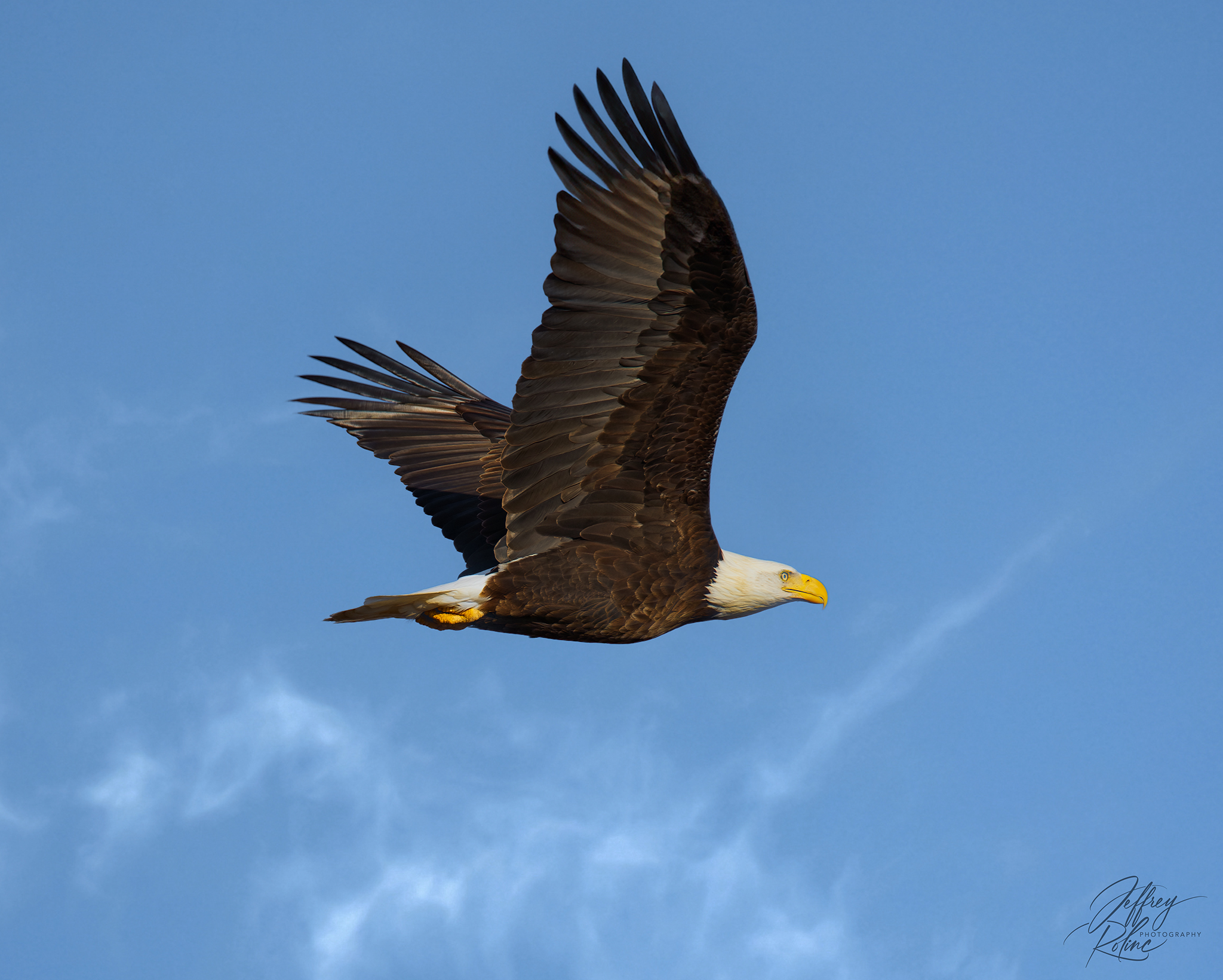 Bald Eagle in-flight