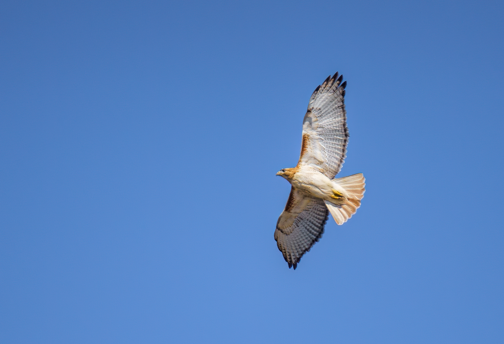 Red Shouldered Hawk in-flight