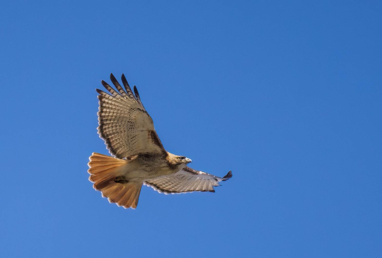 Red Shouldered Hawk in-flight