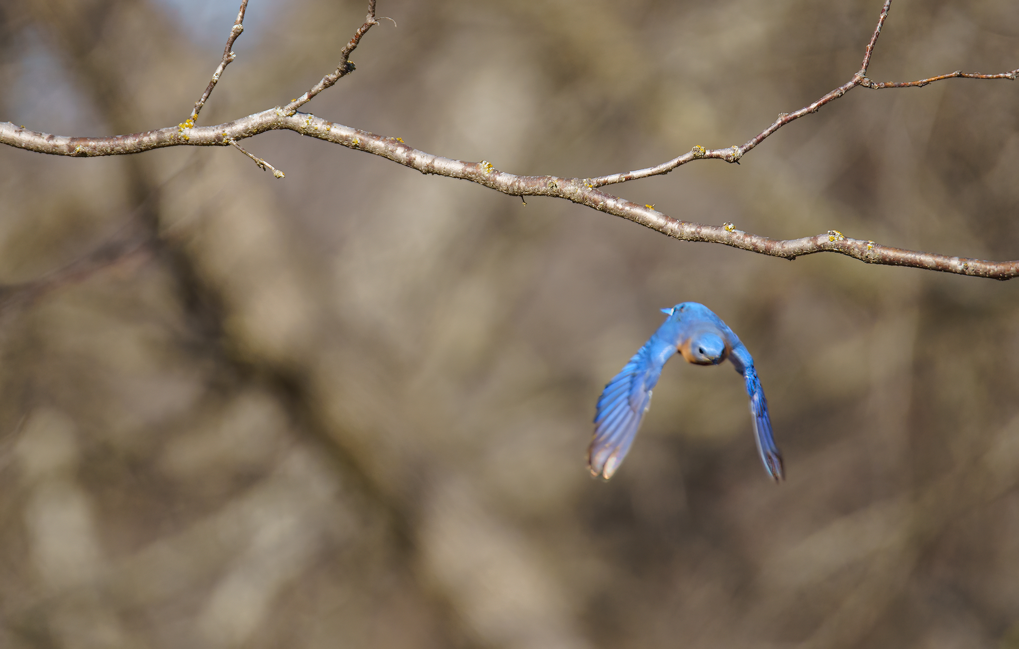 Eastern Bluebird in-flight