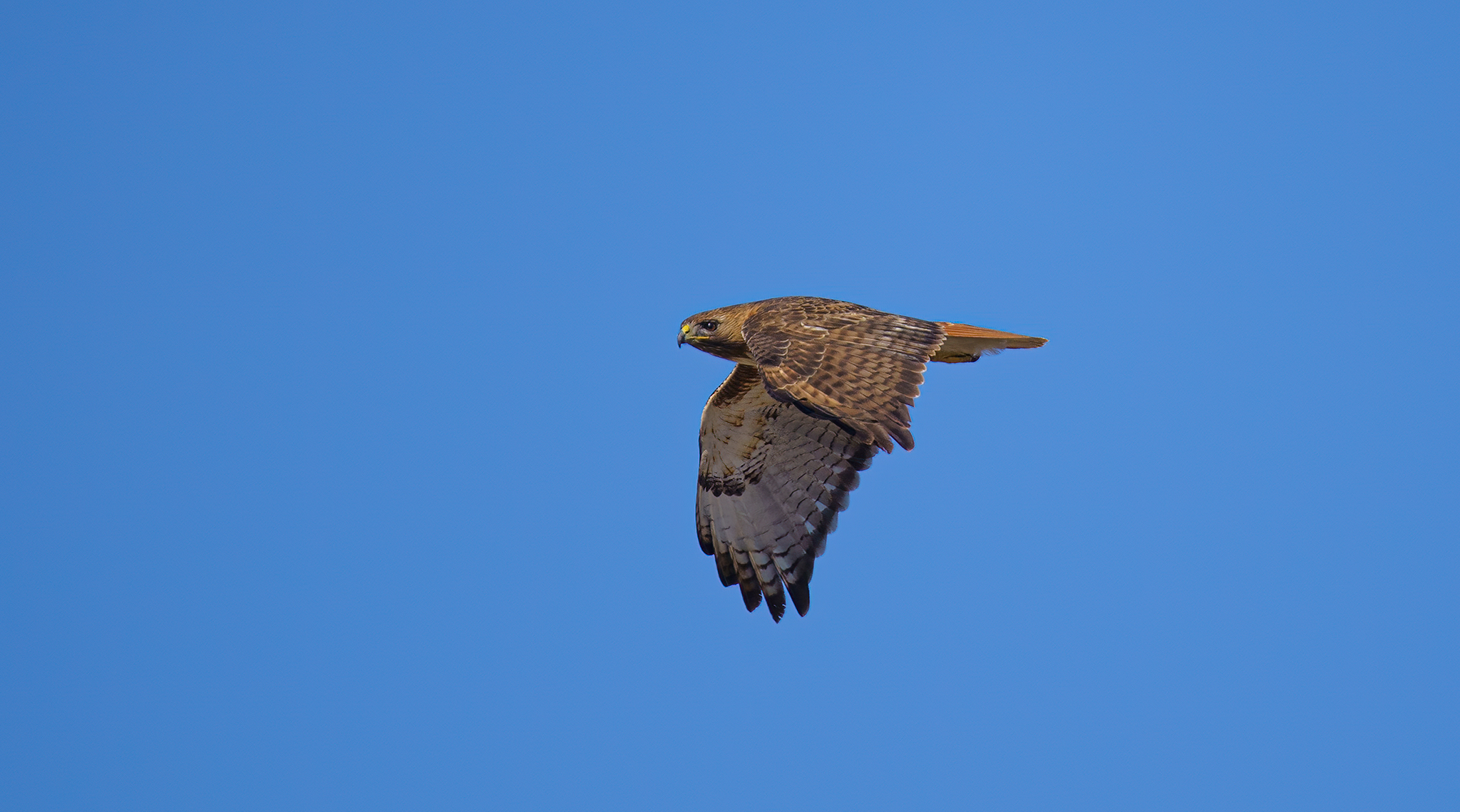 Red Shouldered Hawk in-flight